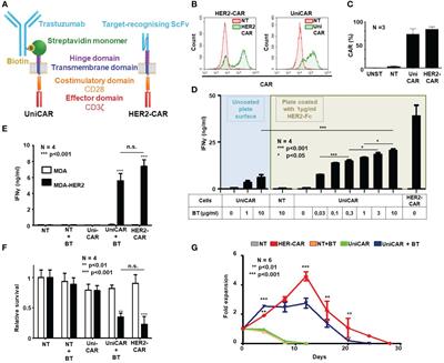 Universal CAR T cells targeted to HER2 with a biotin-trastuzumab soluble linker penetrate spheroids and large tumor xenografts that are inherently resistant to trastuzumab mediated ADCC